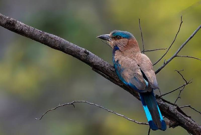 Bird Watching near Panna