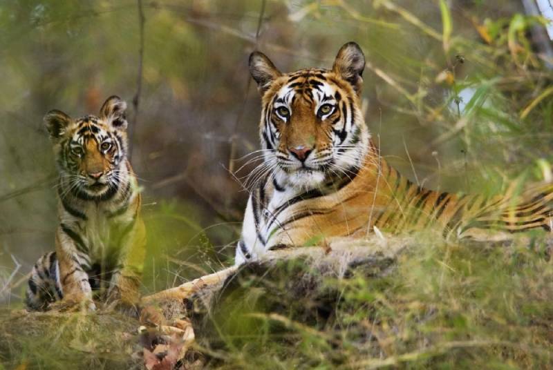 Wildlife Photography in Panna